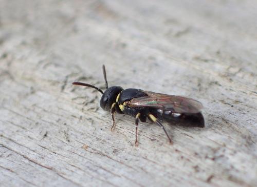 Hylaeus sp.